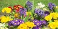 Sachets of Plant Boost