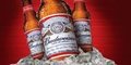 4-Pack of Budweiser Beer