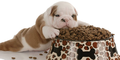 £4.00 off Purina BETA Puppy Food