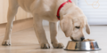 10,000 x Purina Pro Plan Trial Packs